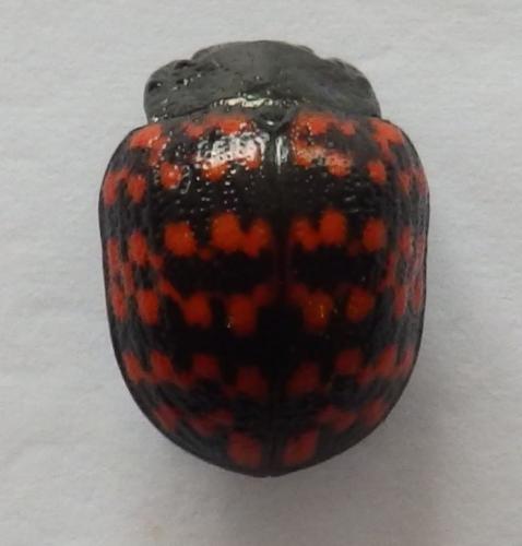 Réf. 221 761 : Platyphora rubropunctata